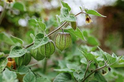 Close-up of physalis growing on tree