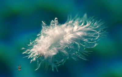 Close-up of feather floating on water