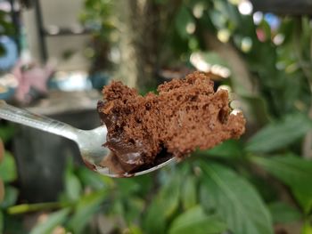 Close-up of bread on leaf