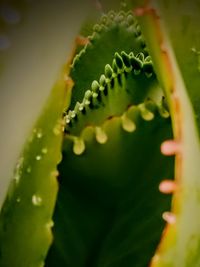 Close-up of raindrops on leaves