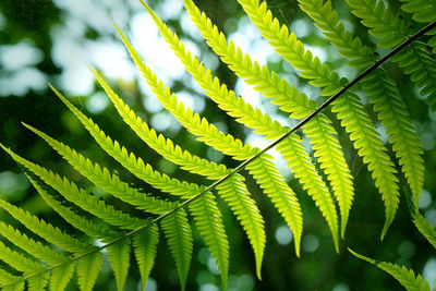 Close-up of fern of tree