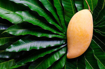 Ripe yellow thailand barracuda mango on its leaves background.