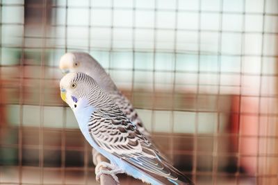 Close-up side view of parrots