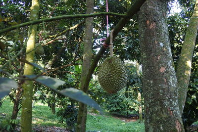 Plants growing on tree trunks in forest