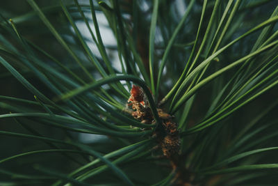 Close-up of insect on plant