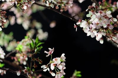 Close-up of springflowers blooming on tree
