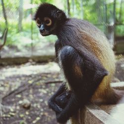 Portrait of monkey sitting on tree