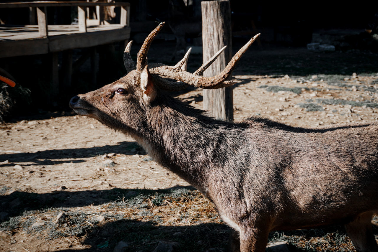 animal, animal themes, mammal, wildlife, one animal, animal wildlife, deer, nature, no people, day, sunlight, reindeer, antler, domestic animals, outdoors, horned, land