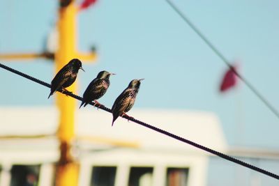 Close-up of bird perching on cable against clear sky