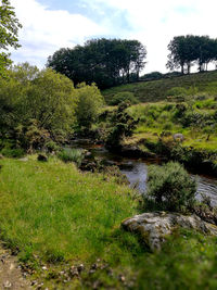 Scenic view of forest against sky
