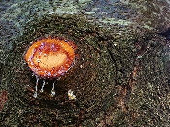 High angle view of mushroom growing on tree stump