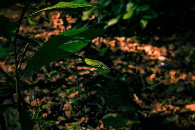 plant
