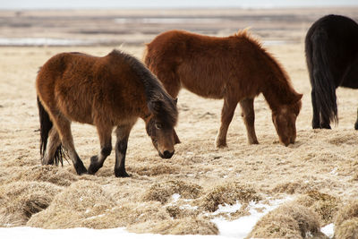 Wild herd of icelandic ponies on a meadow in spring