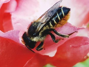 Close-up of bee pollinating on pink flower