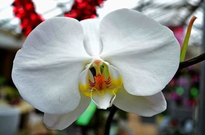 Close-up of white orchid blooming outdoors