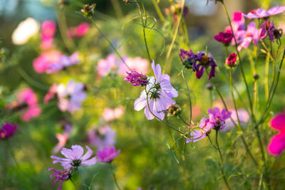 Close-up of pink flowering plants