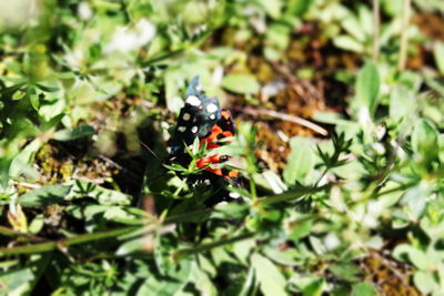 Close-up of ladybug on plant