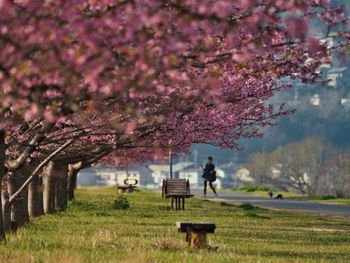 View of cherry blossoms on field