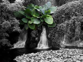 Close-up of waterfall against trees