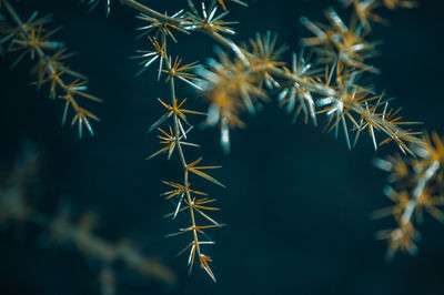 Close-up of succulent plant at night