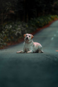 Portrait of dog sitting on road