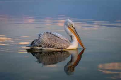 Close-up of pelican swimming in lake