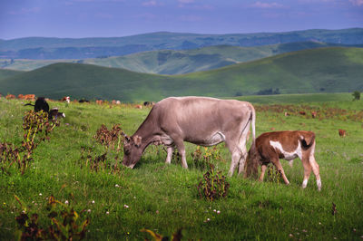 Horse grazing on field