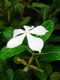 Close-up of white frangipani blooming outdoors