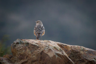 Close-up of eagle perching on rock