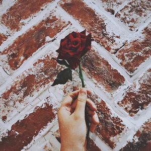 High angle view of human hand holding rose