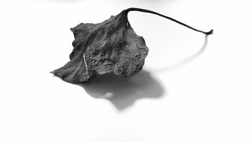 Close-up of dry leaf against white background
