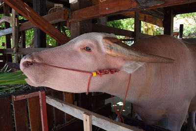 Close-up of cow in stable