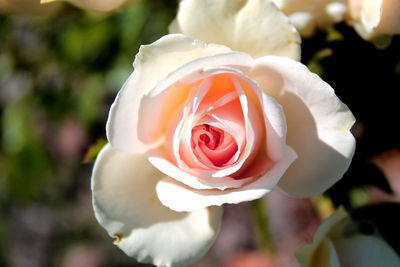 Close-up of white rose