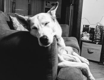 Close-up of dog sitting at home