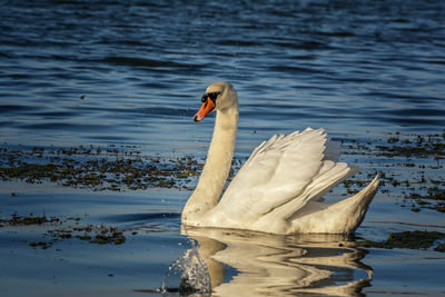 Swan swimming in lake