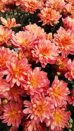 Close-up of pink flowers blooming outdoors