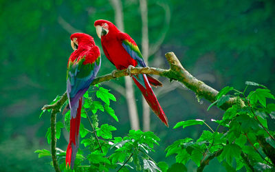 Parrots on stem against blurred background