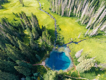 High angle view of trees growing in forest
