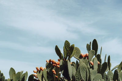 Low angle view of prickly pear cactus against sky