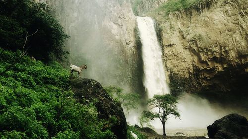 Waterfall goat