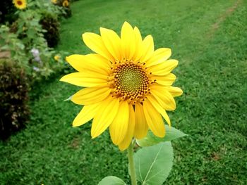 Close-up of sunflower