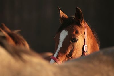 Close-up of a horse