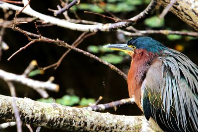 Close-up of bird perching on branch