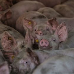 Full frame shot of pigs