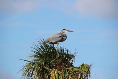 Low angle view of gray heron perching on tree against sky