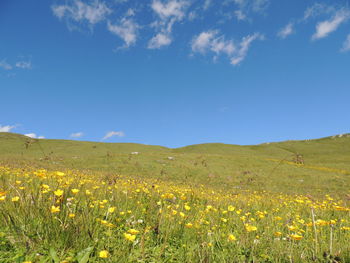 Scenic view of flowering plants on field against sky