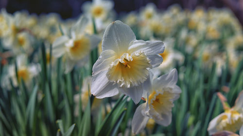 Close-up of white flowers blooming outdoors