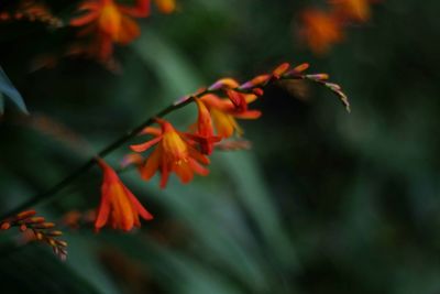 Close-up of orange flower against blurred background