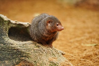 Close-up of squirrel on rock