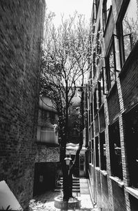 View of bare trees in city